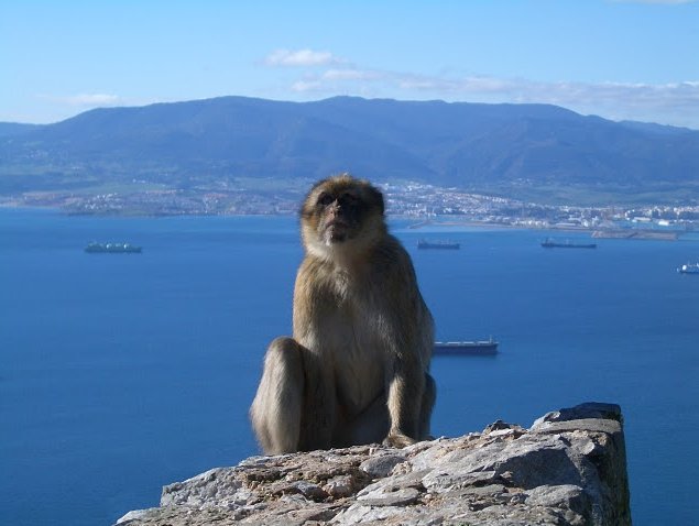 Rock of Gibraltar monkeys Blog Sharing