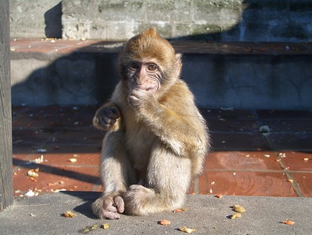 Rock of Gibraltar monkeys Information