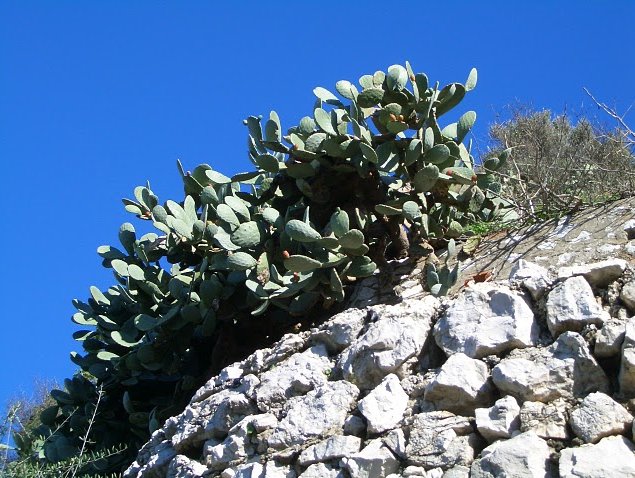 Rock of Gibraltar monkeys Travel Experience