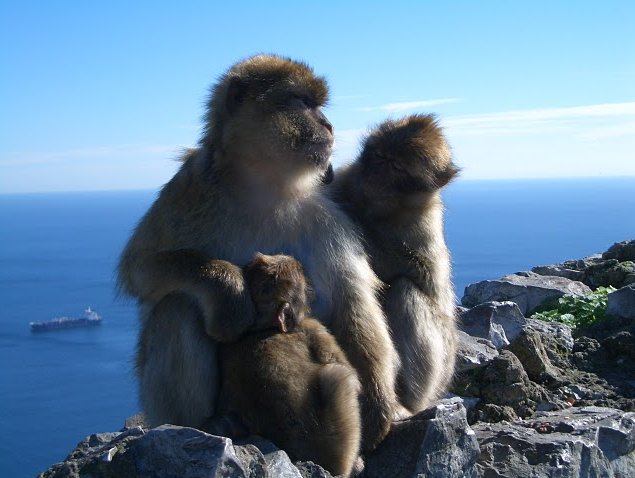 Rock of Gibraltar monkeys Blog Adventure