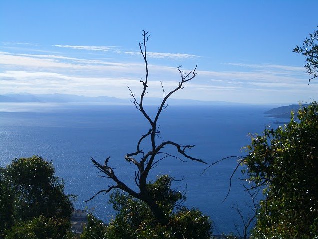 Rock of Gibraltar monkeys Travel Information