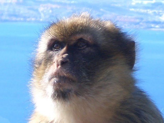 Rock of Gibraltar monkeys Story Sharing