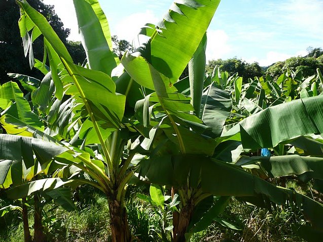   Castries Saint Lucia Picture gallery