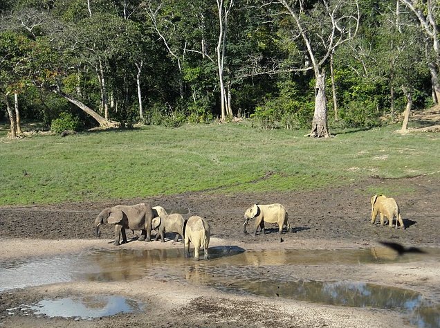 Dzangha-Sangha National Park and Boali Bangui Central African Republic Photograph