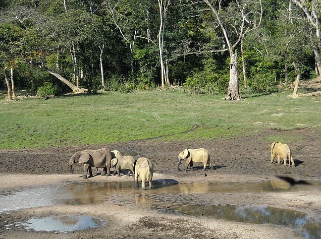 Dzangha-Sangha National Park and Boali Bangui Central African Republic Photograph