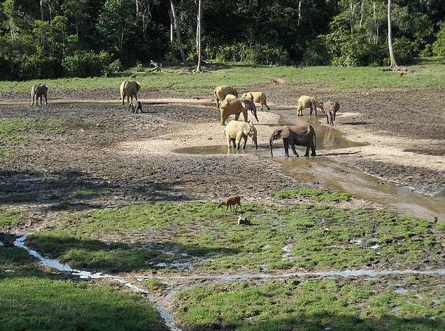 Dzangha-Sangha National Park and Boali Bangui Central African Republic Diary Photo