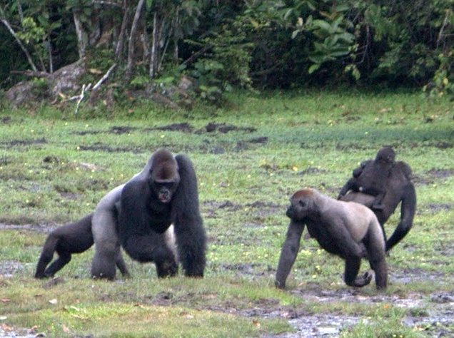 Pictures of Odzala National Park Ewo Republic of the Congo Blog Adventure