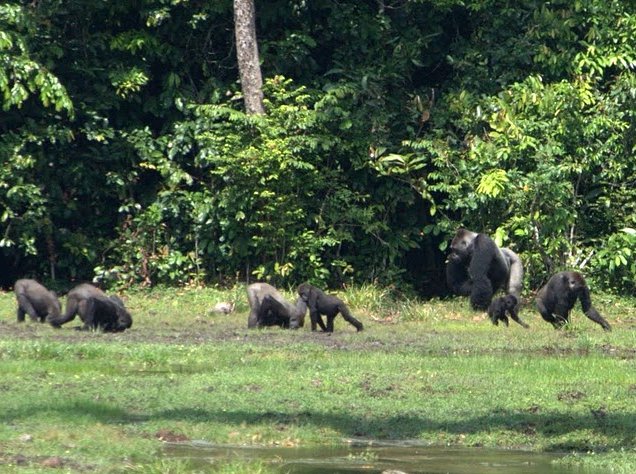 Pictures of Odzala National Park Ewo Republic of the Congo Diary Photos