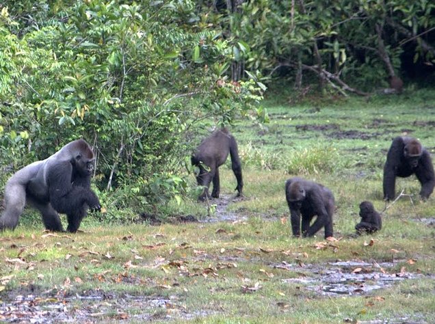 Pictures of Odzala National Park Ewo Republic of the Congo Vacation Adventure