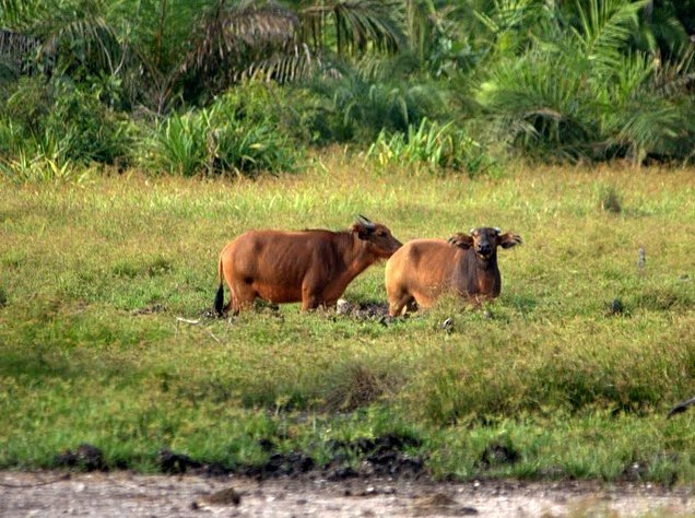 Pictures of Odzala National Park Ewo Republic of the Congo Travel Adventure