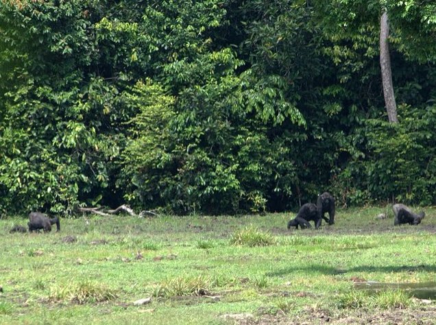 Pictures of Odzala National Park Ewo Republic of the Congo Travel Information