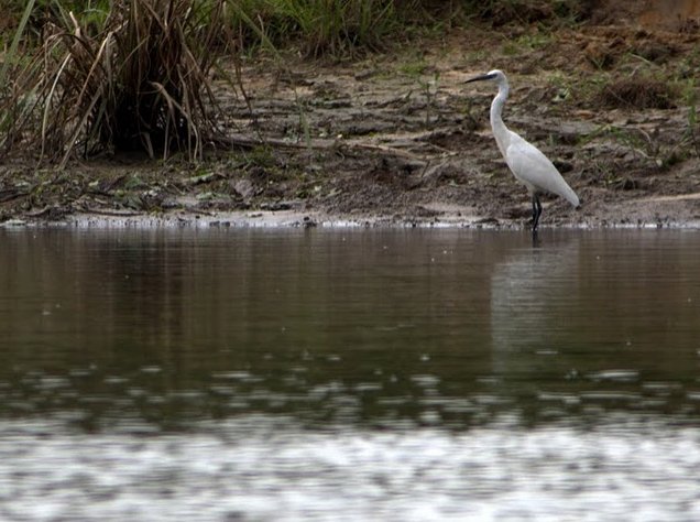 Pictures of Odzala National Park Ewo Republic of the Congo Adventure