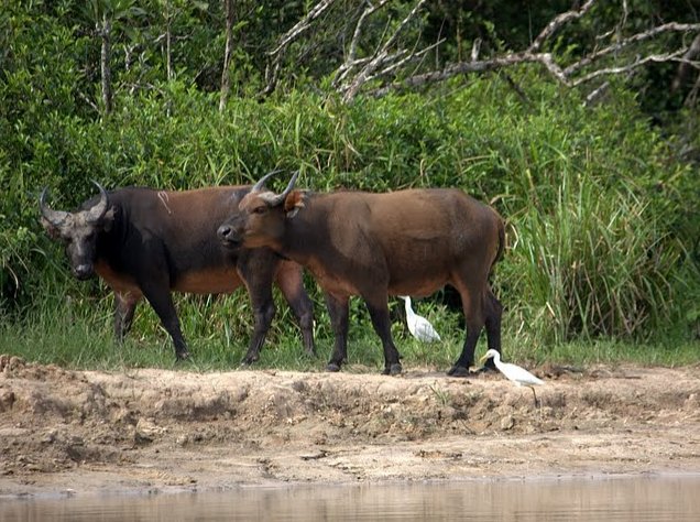 Pictures of Odzala National Park Ewo Republic of the Congo Picture gallery