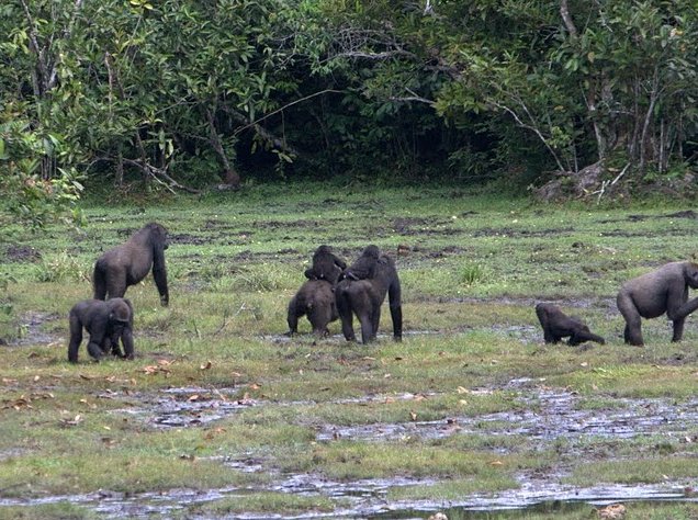 Pictures of Odzala National Park Ewo Republic of the Congo Story Sharing