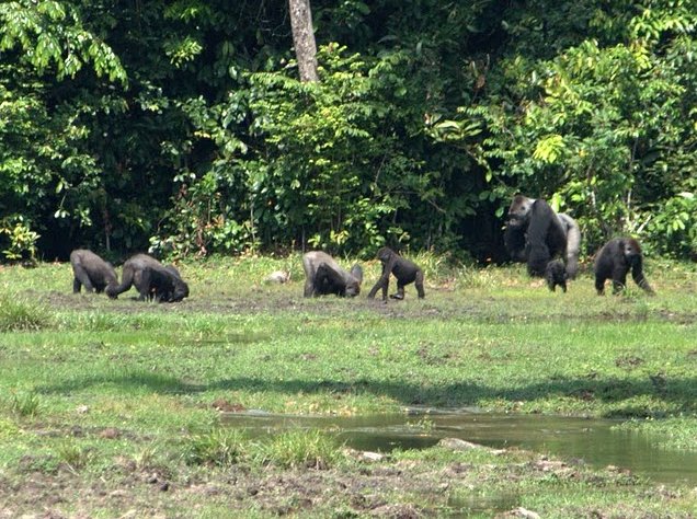 Pictures of Odzala National Park Ewo Republic of the Congo Album Pictures