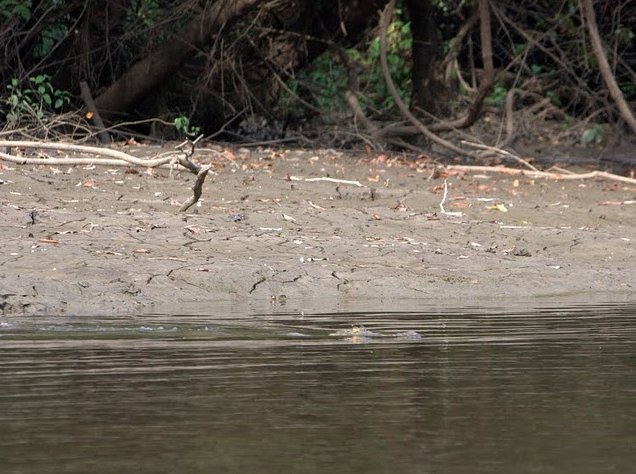 Pictures of Odzala National Park Ewo Republic of the Congo Diary Adventure