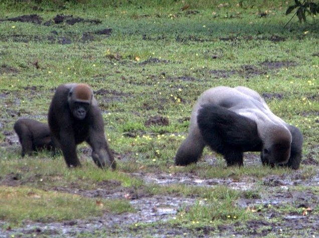 Pictures of Odzala National Park Ewo Republic of the Congo Vacation Tips