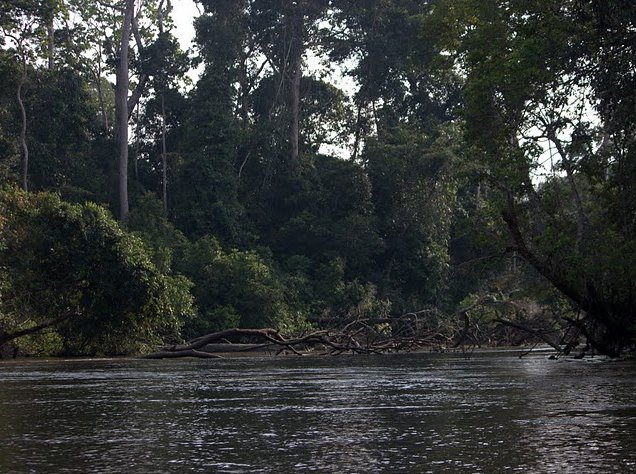 Pictures of Odzala National Park Ewo Republic of the Congo Review Photograph