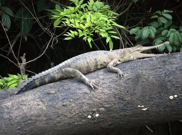 Pictures of Odzala National Park Ewo Republic of the Congo Holiday