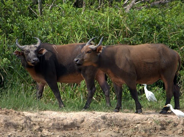 Pictures of Odzala National Park Ewo Republic of the Congo Album