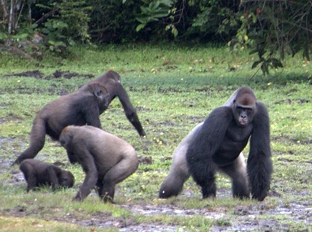 Ewo Republic of the Congo 