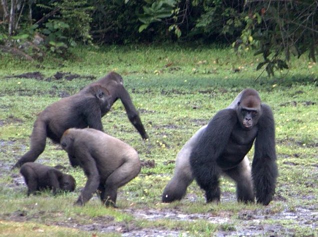 Pictures of Odzala National Park Ewo Republic of the Congo Travel Package