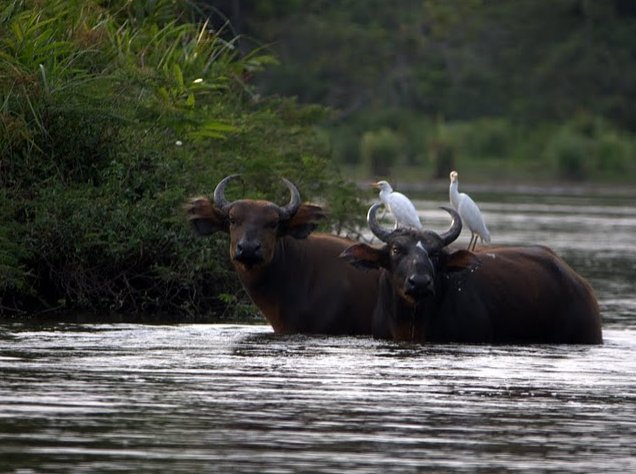 Ewo Republic of the Congo 