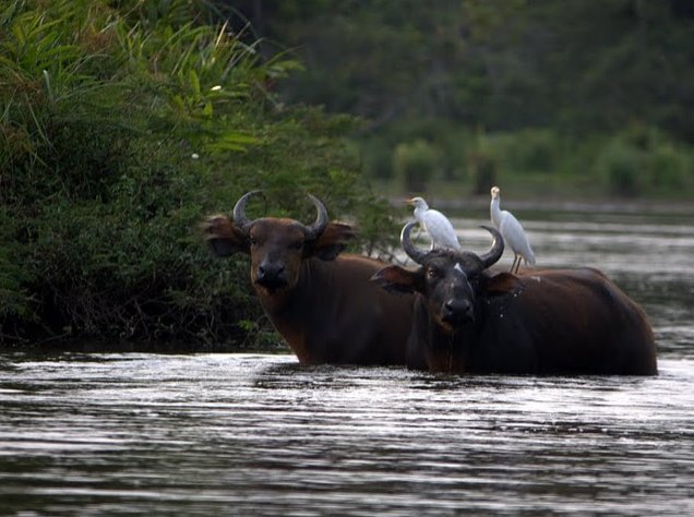 Pictures of Odzala National Park Ewo Republic of the Congo Blog Information