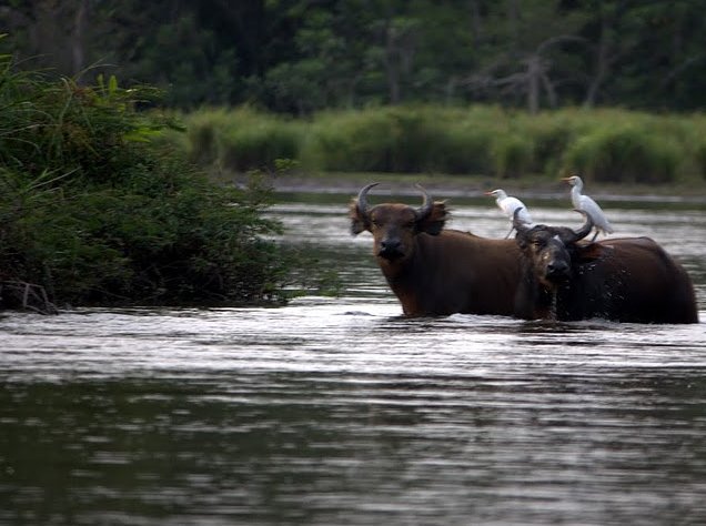 Pictures of Odzala National Park Ewo Republic of the Congo Diary Experience