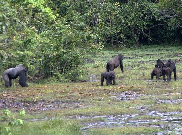 Pictures of Odzala National Park Ewo Republic of the Congo Vacation Information