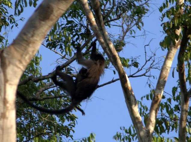 Pictures of Odzala National Park Ewo Republic of the Congo Travel Blogs