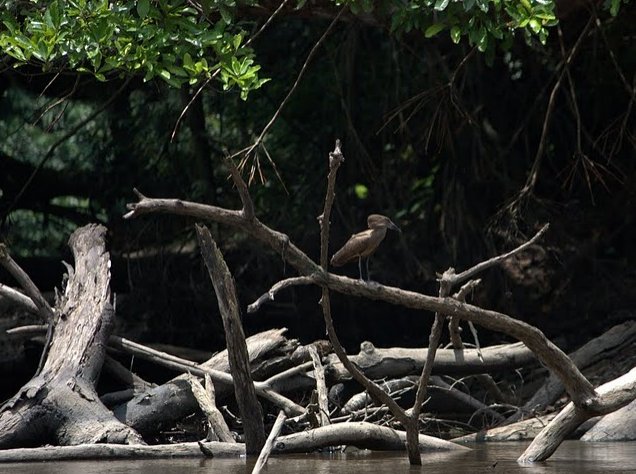 Pictures of Odzala National Park Ewo Republic of the Congo Holiday Pictures