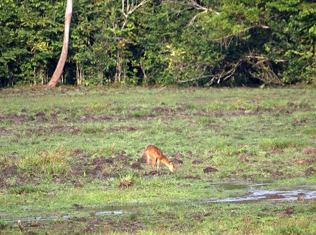 Pictures of Odzala National Park Ewo Republic of the Congo Vacation Photos