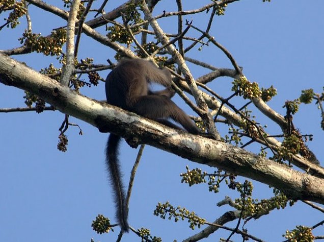 Pictures of Odzala National Park Ewo Republic of the Congo Photographs