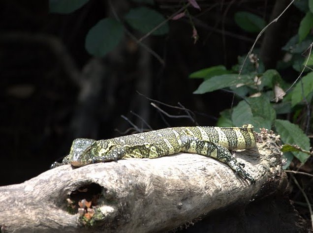 Pictures of Odzala National Park Ewo Republic of the Congo Trip