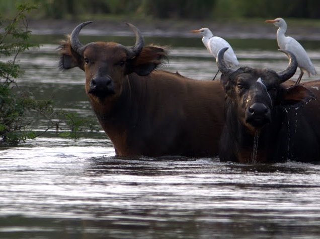 Pictures of Odzala National Park Ewo Republic of the Congo Album Photographs