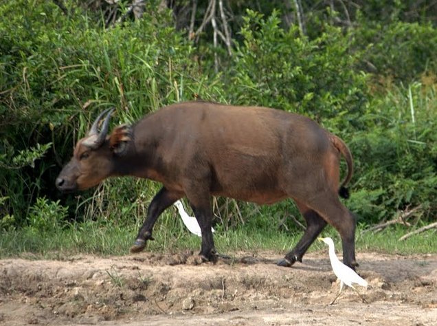 Pictures of Odzala National Park Ewo Republic of the Congo Blog Photography