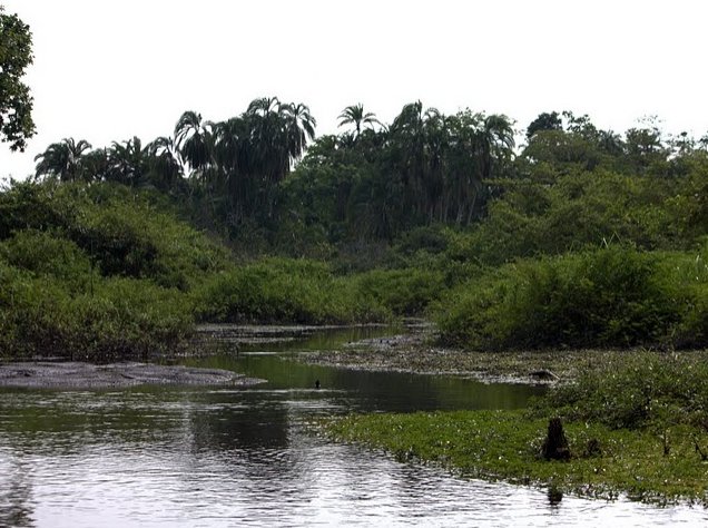 Pictures of Odzala National Park Ewo Republic of the Congo Review Gallery