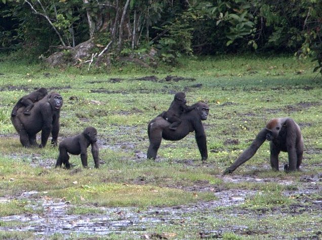 Pictures of Odzala National Park Ewo Republic of the Congo Holiday Photos