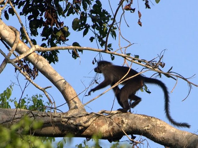 Pictures of Odzala National Park Ewo Republic of the Congo Album Sharing