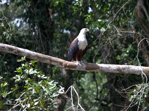 Pictures of Odzala National Park Ewo Republic of the Congo Blog Review