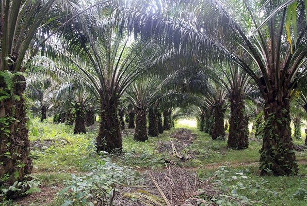 Photo The capitals of Cote d'Ivoire beautiful