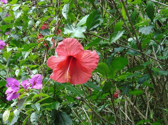 Photo Saint Helena Island, South Atlantic February