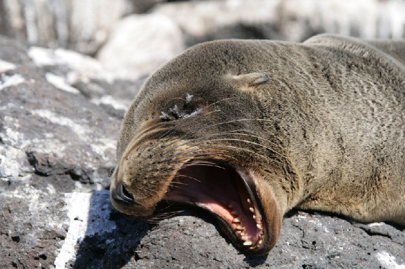 Photo Galapagos Islands travel packages during