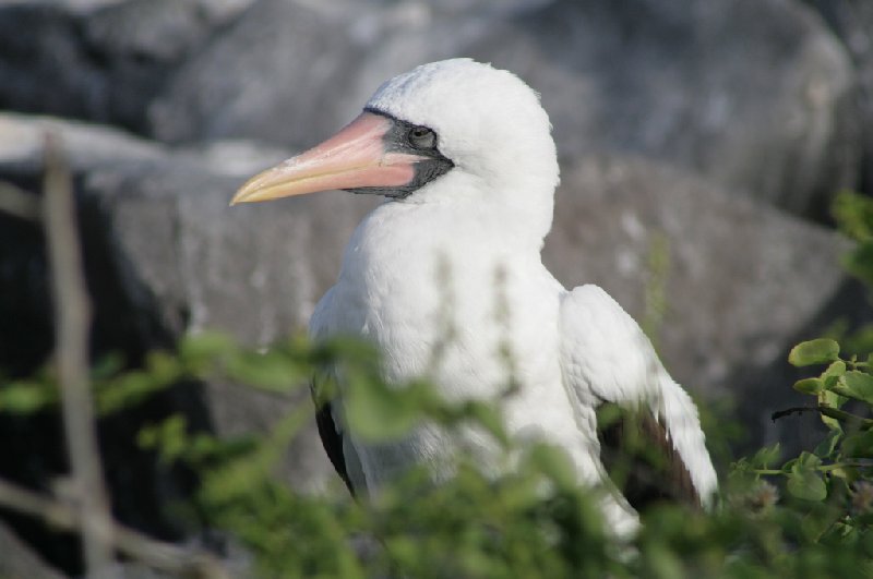 Galapagos Ecuador 