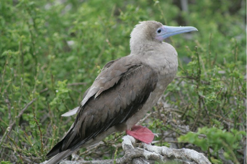 Galapagos Islands Ecuador Trip Photo