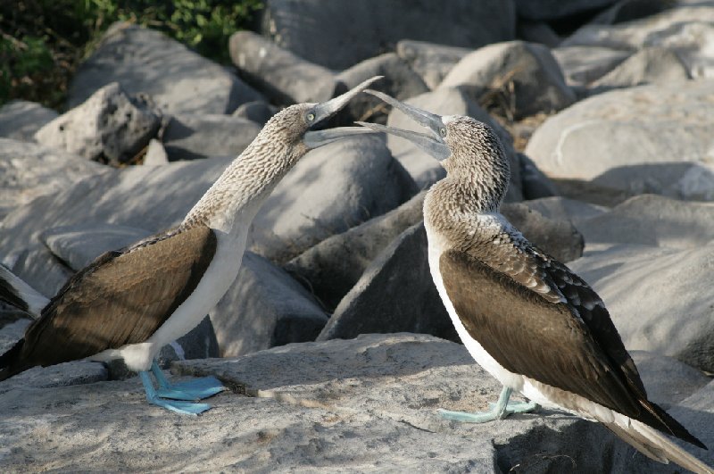 Galapagos Islands Ecuador Travel Blog