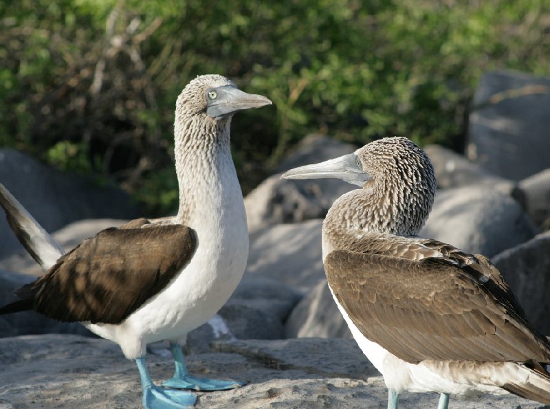 Photo Galapagos Islands travel packages adventurous