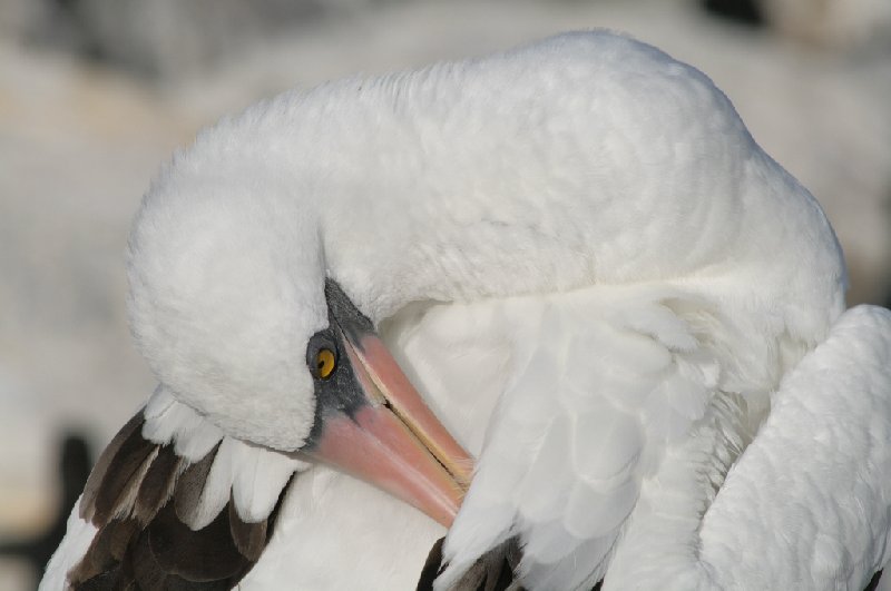 Galapagos Islands Ecuador Trip Experience