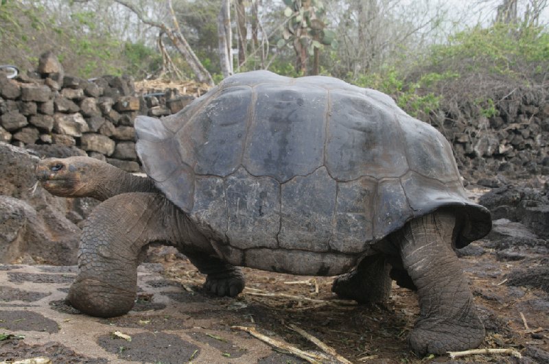 Galapagos Islands Ecuador Travel Photographs